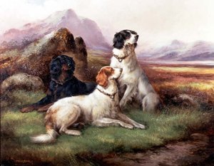 Setter in un paesaggio delle Highlands