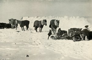 Pony dietro il loro rifugio nel campo sulla barriera, 1911, 1913