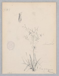 Pianta Fiorita da Robert Frederick Blum