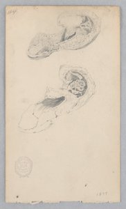 Scarpa da Robert Frederick Blum