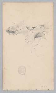 Tappeto di pelle di tigre