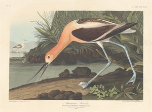 Avocetta americana