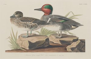 Alzavola americana, 1834 da Robert Havell