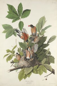 Pettirosso Americano, 1832 da Robert Havell