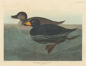 Anatra scoter americana da Robert Havell
