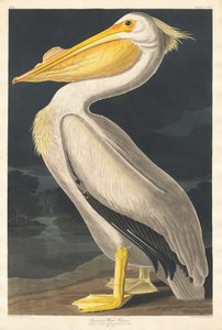 Pellicano bianco americano, 1836