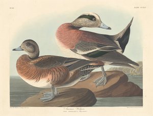 Anatra americana, 1836 da Robert Havell