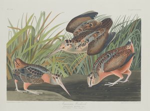Beccaccia americana, 1835 da Robert Havell