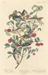 Parula di Audubon, Parula eremita e Parula grigia dal petto nero da Robert Havell