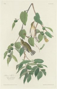Luì autunnale da Robert Havell