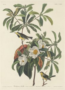 Parula di Bachman, 1834 da Robert Havell
