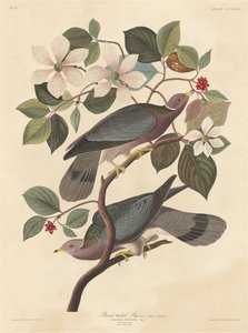 Piccione dalla coda a fascia, 1837 da Robert Havell
