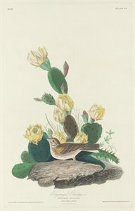 Zigolo dalle ali baia, 1830 da Robert Havell