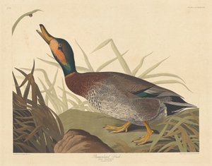 Anatra maculata, 1836 da Robert Havell