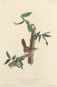 Scricciolo dalla Coda Lunga di Bewick, 1827 da Robert Havell