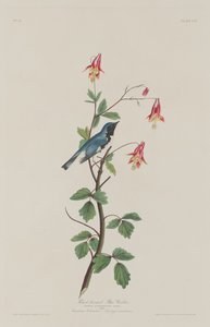 Parula dal dorso blu, 1832 da Robert Havell