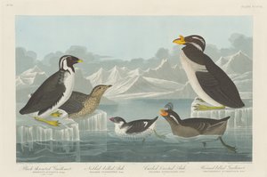 Guillemot dalla gola nera, Auk dal becco nodoso, Auk dal ciuffo arricciato e Auk dal corno, 1838 da Robert Havell