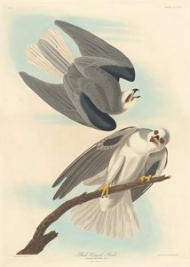 Falco dalle ali nere, 1837 da Robert Havell