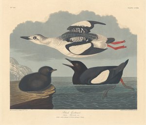 Guillemot nero, 1834 da Robert Havell