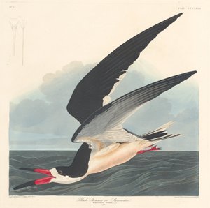 Beccapesci nero da Robert Havell
