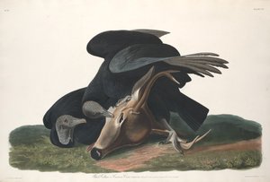 Avvoltoio nero, 1831