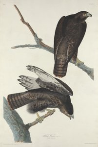 Guerriero Nero