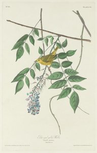 Parula dagli occhi azzurri da Robert Havell