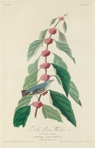 Warbler blu-verde, 1828 da Robert Havell
