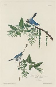 Pigliamosche Blu-grigio da Robert Havell
