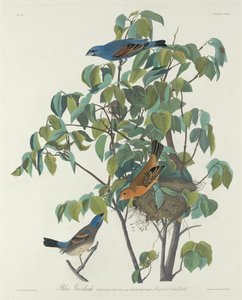 Grosbeak blu da Robert Havell