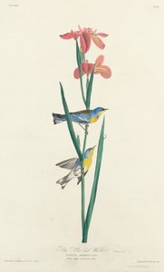 Parula gialloblu da Robert Havell