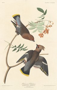 Chiacchierone boemo, 1837 da Robert Havell
