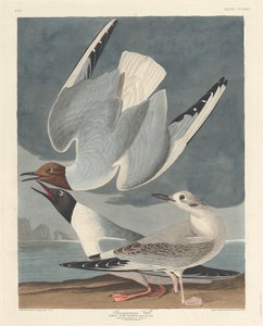 Gabbiano di Bonaparte da Robert Havell