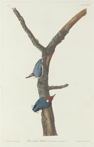 Nocciolaio dalla testa marrone, 1831 da Robert Havell