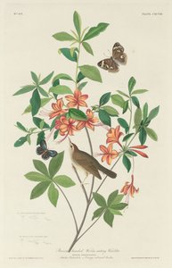Parula mangiatrice di vermi dalla testa marrone da Robert Havell