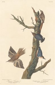 Rampichino bruno e nuthatch californiano da Robert Havell