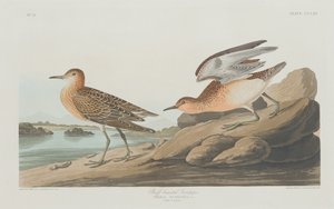 Piro-piro dorato, 1835