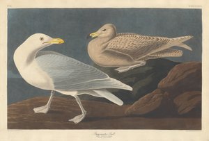 Gabbiano Burgomastro, 1837 da Robert Havell