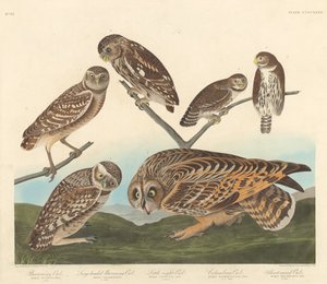 Gufo scavatrice, Gufo scavatrice dalla testa grande e piccolo gufo notturno, 1838 da Robert Havell