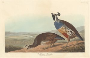 Pernice californiana da Robert Havell