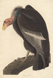 Avvoltoio californiano