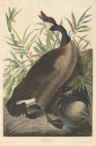 Oca del Canada da Robert Havell