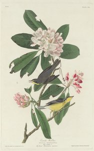 Parula del Canada, 1831 da Robert Havell