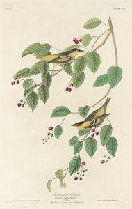 Sylvia atricapilla da Robert Havell