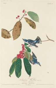 Parula cerulea da Robert Havell