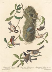 Cincia dal dorso castano, Cincia dal cappuccio nero e Cincia dalla corona castana, 1837 da Robert Havell