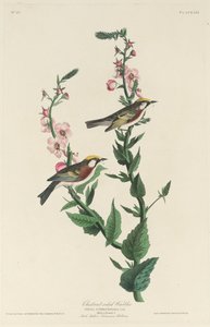 Parula dai fianchi castani, 1829