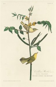 Warbler dei bambini