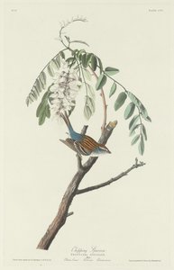 Passero truciolatore da Robert Havell