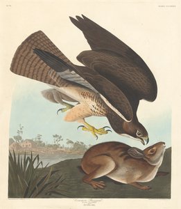 Poiana comune, 1837 da Robert Havell